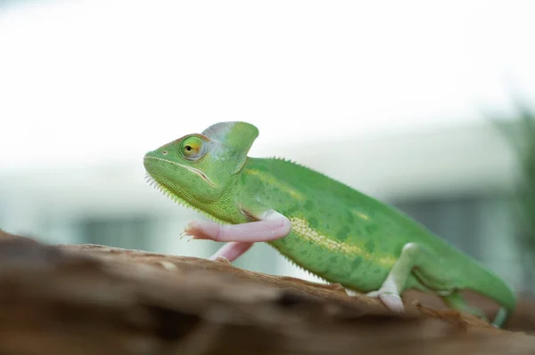 Lagarto Camaleón Con Fondo Borroso — Foto de Stock