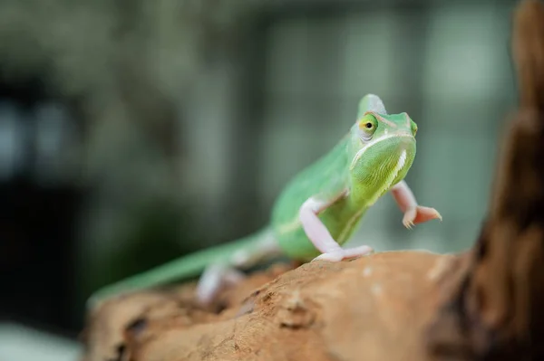 Lagarto Camaleón Con Fondo Borroso — Foto de Stock