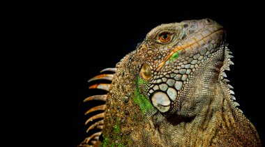 Kertenkele, hayvan, siyah arka planı olan yeşil kertenkele.