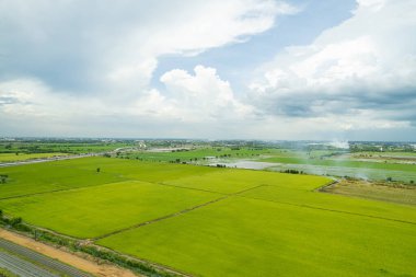 Pirinç tarlasının uçan insansız hava aracından gelen hava görüntüsü çevre yeşil desenli arka plan, üst görüş alanı ric