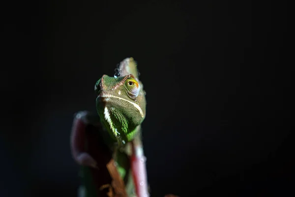 Camaleón Con Fondo Borroso Predato — Foto de Stock