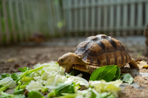 Sucata Tortoise Eating Vegetable — Fotografia de Stock