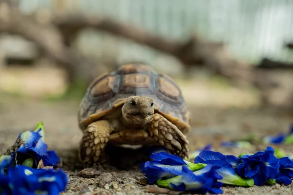 Sucata Tortoise Groun — 图库照片