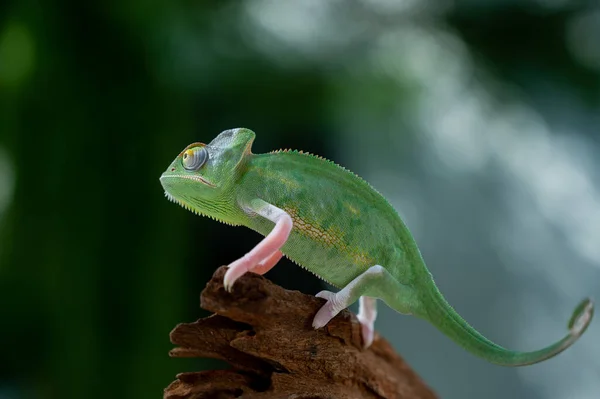 Caméléon Avec Fond Flou Prédateur — Photo