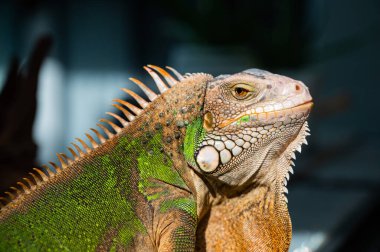Kertenkele, hayvan, bulanık yüzlü yeşil kertenkele.