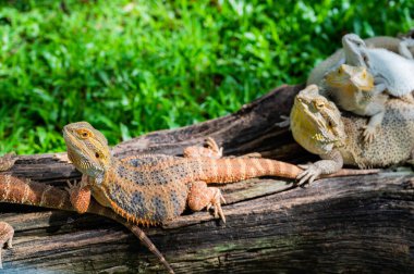 Sakallı ejderha bulanık sırtlı
