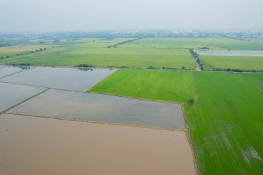 Pirinç tarlasının uçan insansız hava aracından gelen hava görüntüsü çevre yeşil desenli arka plan, üst görüş alanı ric