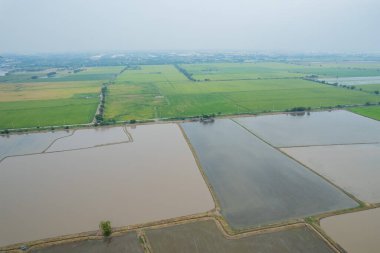 Pirinç tarlasının uçan insansız hava aracından gelen hava görüntüsü çevre yeşil desenli arka plan, üst görüş alanı ric