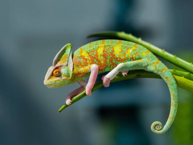 chameleon with blur background, predato