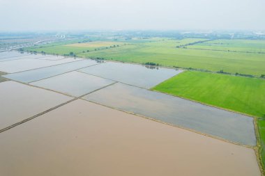 Pirinç tarlasının uçan insansız hava aracından gelen hava görüntüsü çevre yeşil desenli arka plan, üst görüş alanı ric