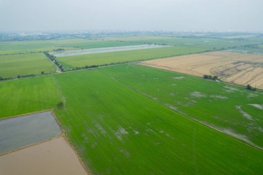 Pirinç tarlasının uçan insansız hava aracından gelen hava görüntüsü çevre yeşil desenli arka plan, üst görüş alanı ric