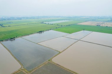 Pirinç tarlasının uçan insansız hava aracından gelen hava görüntüsü çevre yeşil desenli arka plan, üst görüş alanı ric