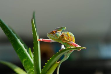 bukalemun bulanık arkaplanlı, predato