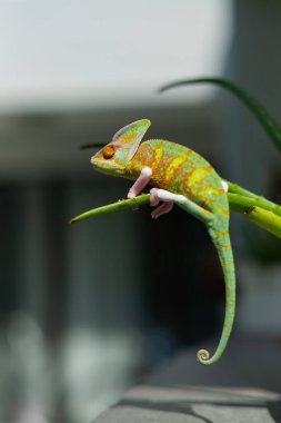 bukalemun bulanık arkaplanlı, predato
