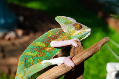 Kertenkele, bulanık yüzlü bukalemun.