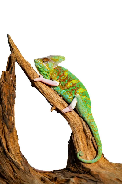 Lézard Caméléon Avec Fond Flou — Photo