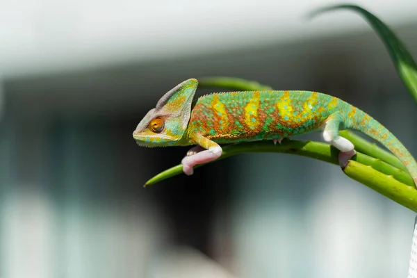 Caméléon Avec Fond Flou Prédateur — Photo