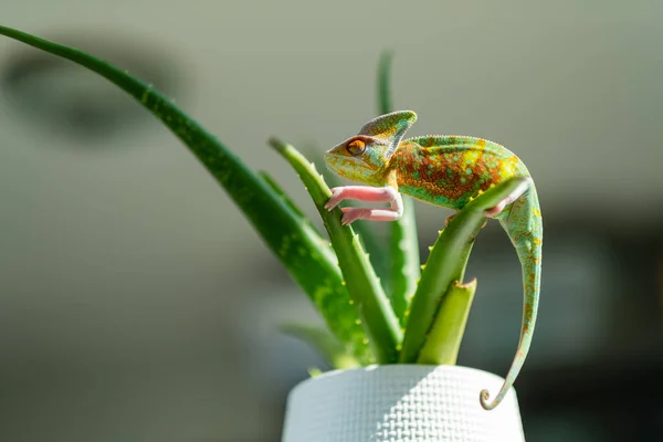 Ještěrka Chameleon Rozmazaným Pozadím — Stock fotografie