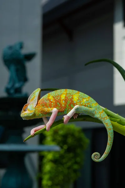 Chameleon Blur Background Predato — Φωτογραφία Αρχείου