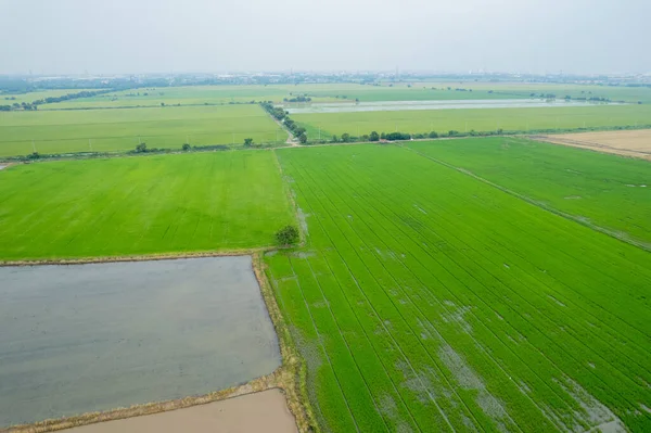 Pirinç tarlasının uçan insansız hava aracından gelen hava görüntüsü çevre yeşil desenli arka plan, üst görüş alanı ric