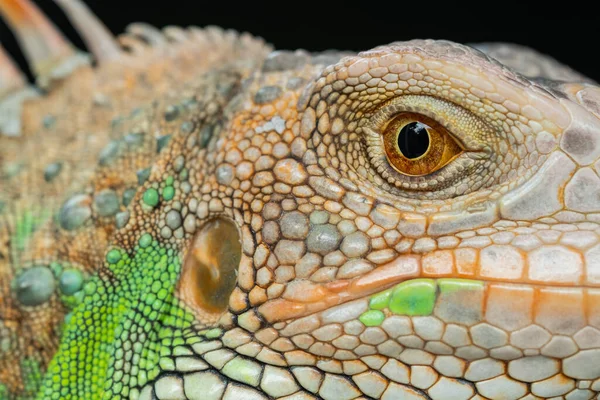 Lagarto Animal Lagarto Verde Con Fondo Borroso — Foto de Stock