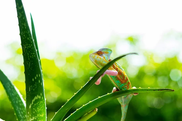 Chameleon Blur Background Predato — Foto de Stock