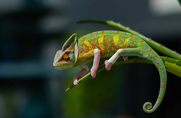 Ještěrka Chameleon Rozmazaným Pozadím — Stock fotografie