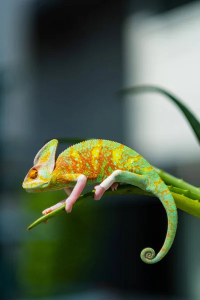 Chameleon Blur Background Predato — Foto de Stock