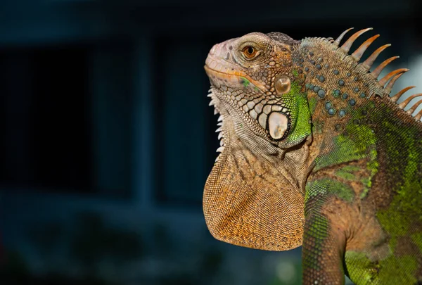 Lagarto Animal Lagarto Verde Con Fondo Borroso — Foto de Stock