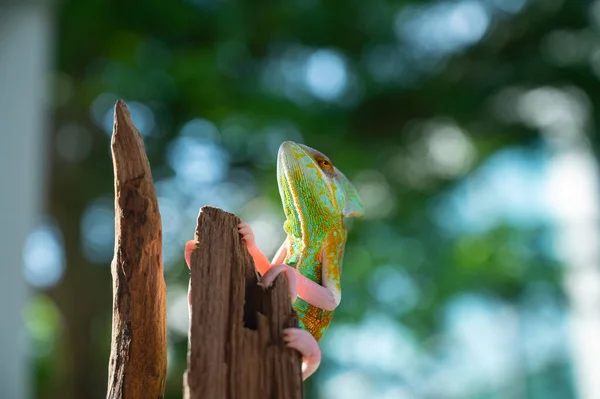 Chameleon Blur Background Predato — стоковое фото