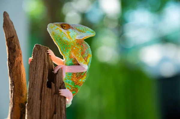 Chameleon Blur Background Predato — Photo