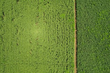 Yüksek açılı çiftlik manzarası, bitki yetiştirme, güzel arazi manzarası.
