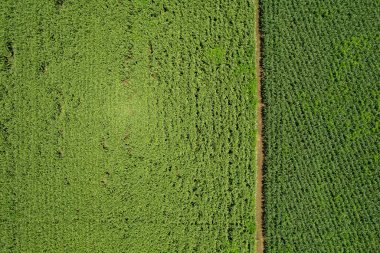 Yüksek açılı çiftlik manzarası, bitki yetiştirme, güzel arazi manzarası.