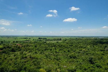 Manzara, öndeki büyük ağaç.