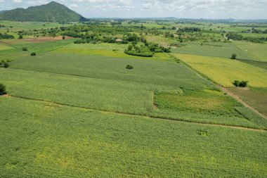 Yüksek açılı çiftlik manzarası, bitki yetiştirme, güzel arazi manzarası.
