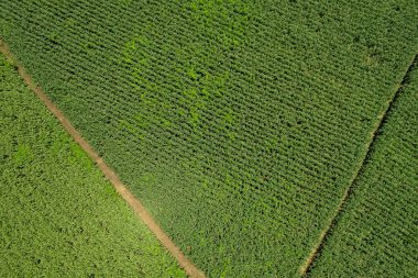 Yüksek açılı çiftlik manzarası, bitki yetiştirme, güzel arazi manzarası.