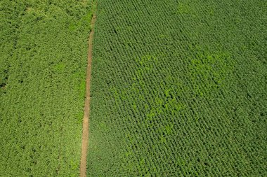 Yüksek açılı çiftlik manzarası, bitki yetiştirme, güzel arazi manzarası.