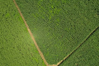 Yüksek açılı çiftlik manzarası, bitki yetiştirme, güzel arazi manzarası.