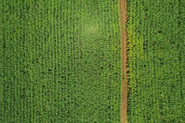 Yüksek açılı çiftlik manzarası, bitki yetiştirme, güzel arazi manzarası.
