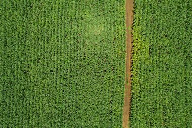 Yüksek açılı çiftlik manzarası, bitki yetiştirme, güzel arazi manzarası.