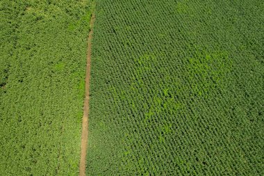 Yüksek açılı çiftlik manzarası, bitki yetiştirme, güzel arazi manzarası.