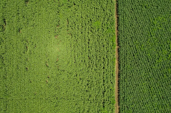 Visão Alto Ângulo Fazenda Plantas Cultivo Landscap Agradável — Fotografia de Stock