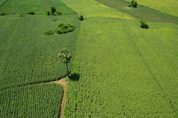 Hoge Hoek Uitzicht Boerderij Planten Kweken Mooi Landschap — Stockfoto