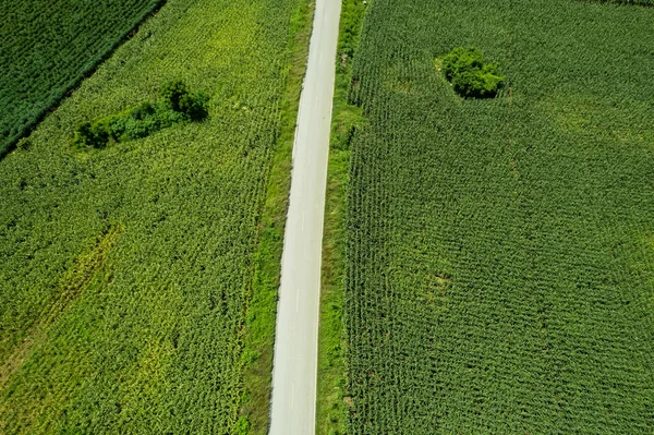 Blick Auf Den Bauernhof Pflanzen Anbauen Schöne Landschaft — Stockfoto