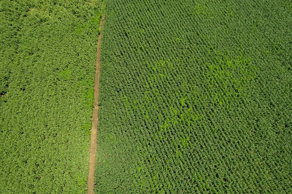 Yüksek açılı çiftlik manzarası, bitki yetiştirme, güzel arazi manzarası.