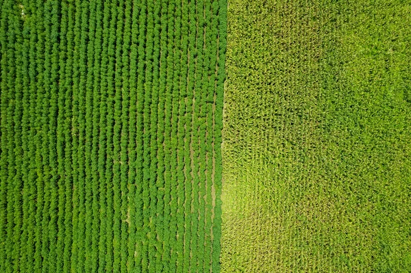 农场的高视角 种植的植物 漂亮的土地稻草人 — 图库照片
