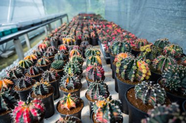 Kaktüs serası, yakın çekim sho