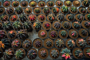 Kaktüs serası, yakın çekim sho