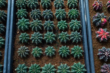 Kaktüs serası, yakın çekim sho