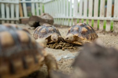 Sucata tortoise on the groun